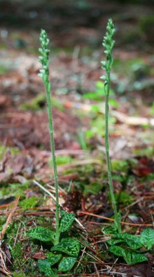 Goodyera Repens Orchid Twins Budding in Evergreens v tb0810qnr.jpg