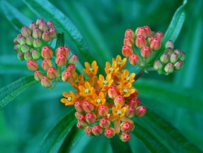 Butterfly Weed in Bud and Bloom Black Mtn tb0810qsr.jpg