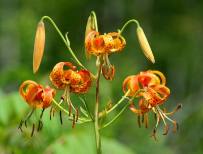 Turks Cap Lillies Blooming in WV Valley tb0810qur.jpg