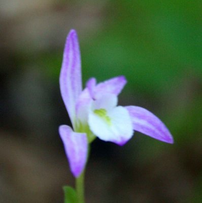 Pink Striper Three Birds Orchid Close-up s tb0809vfr.jpg