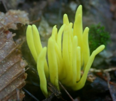 Yellow Spindle Coral Fungi in Appalachians tb0810qhr.jpg