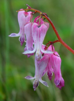 Bleeding Heart Blooming on Spruce Knob Area v tb0810qqr.jpg