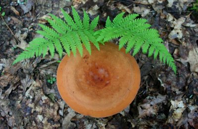Nice Mushroom among Forest Ferns tb0810yjr.jpg