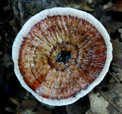 Shiny Polypore Fungi in Summer WV Mtns s tb0810ykr.jpg