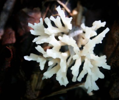 False Coral Mushroom in Appalachians tb0809var.jpg