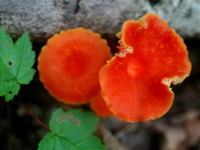 Crimson Waxy Cap Mushrooms in Appalachia tb0810oir.jpg