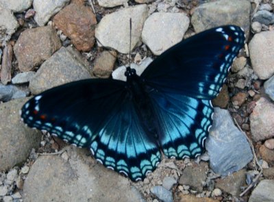 Red Spotted Purple Butterfly Browsing in Stones tb0810omr.jpg