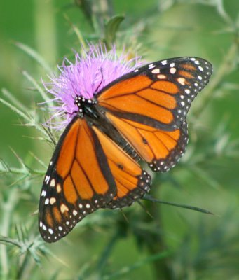 Monarch Spread Out on Pasture Thistle v tb0810opr.jpg