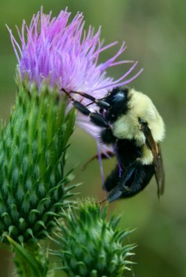 Bumble Bee Browsing Wild Flowers v tb0810orr.jpg