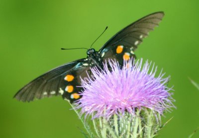 Pipevine Swallowtail Low Angled Profile Scene tb0810osr.jpg