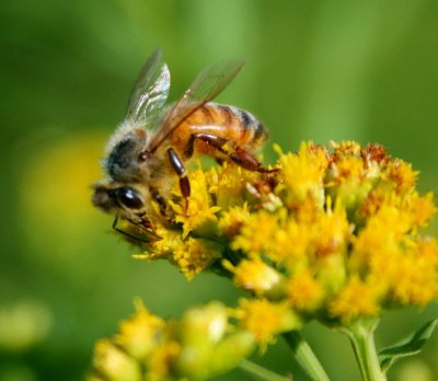 Honey Bee on Sunny Goldenrod Bloom tb0810owr.jpg