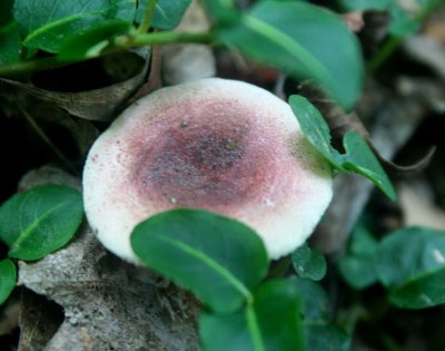 Brownish Bolete Mushroom in Partridge Berry Vines tb0810oyr.jpg
