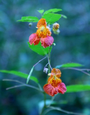 Pair of Orange Spotted Jewelweed Blooming v tb0810ovr.jpg