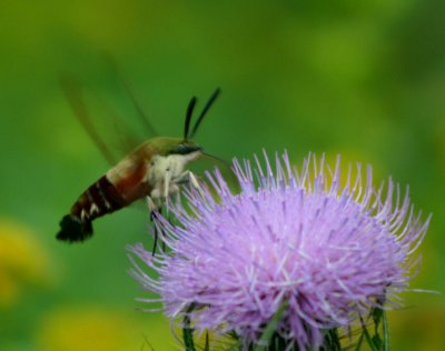 Hummingbird Moth on Pature Thistle tb0810par.jpg