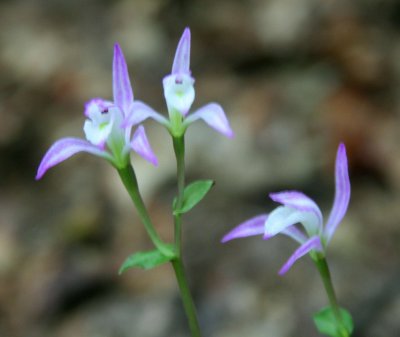 Triplet Three Birds Orchids in WV Mtns tb0810our.jpg