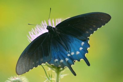 Black Swallowtail Laying Out on Thistle tb0810pcr.jpg
