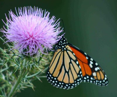 Monarch Butterfly Profile on Wildflowers tb0810per.jpg
