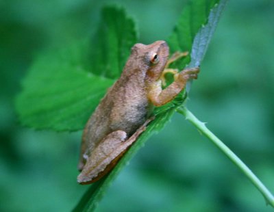 Tree Frog Hanging on to Raspberry Leaf tb0810pgr.jpg