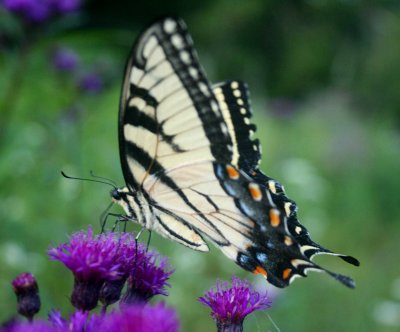 Tiger Swallowtail Profile Browsing Ironweed tb0810ovr.jpg