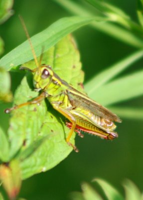 Grasshopper in Sunny Mtn Foliage v tb0810pbr.jpg