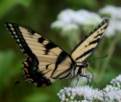 V-Winged Tiger Swallowtail on Boneset Bloom tb0810phr.jpg