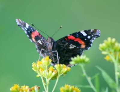 Red Admiral Frontal Angle on Goldenrod tb0810plr.jpg