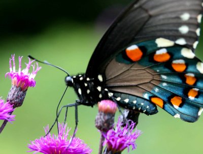 Close-up Profile of Pipevine Swallowtail on Ironweed tb0810ppr.jpg