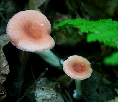 Pinkish Mushrooms in Mtn Woods and Fern tb0810psr.jpg