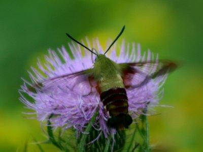 Hummingbird Moth on Thistle from Behind tb0810prr.jpg