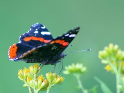 Angled View Red Admiral Butterfly Browsing tb0810pwr.jpg