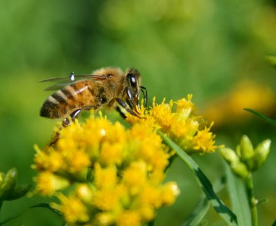 Honey Bee Browsing Sunny Goldenrod tb0810pur.jpg
