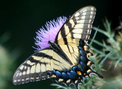 Tiger Swallowtail with Blue Flat-out on Wildflowers tb0810pvr.jpg