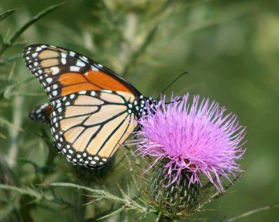 Monarch Butterfly Browsing among Thistles tb0810rer.jpg