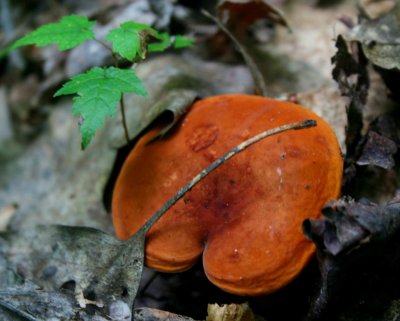 Burnt Orange Mushroom Emerging thru Leaves tb0810rar.jpg