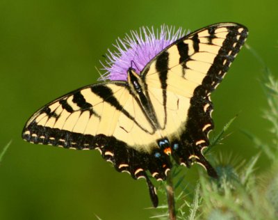 Yellow Swallowtail Spread Out on Widlflowers tb0810pfr.jpg