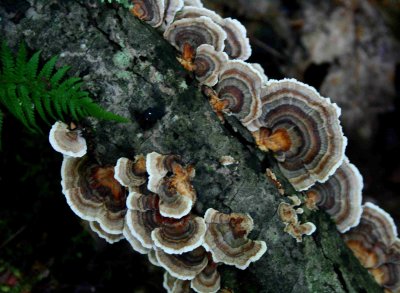 Turkey Tail Fungi on Maple Branch tb0809rkr.jpg