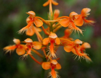 Small Cilaris Orchid in Peak Bloom tb0809rnr.jpg
