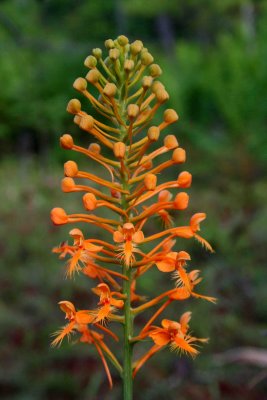 Cilaris Orchid Bud and Bloom in Mtn Bog v tb0809rmr.jpg