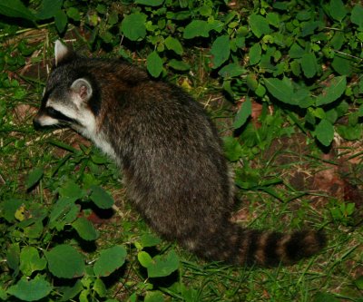 Raccoon Browsing Rainy Woodlot tb0809rsr.jpg