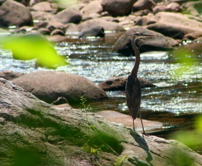 Great Blue Heron in River thru Foliage tb0809ryr.jpg