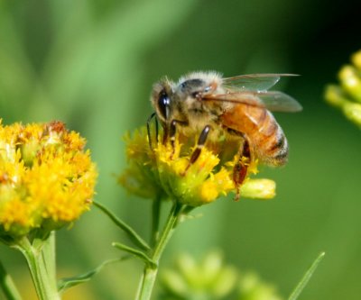 Wild Honey Bee Feeding on Goldenrod tb0810rtr.jpg