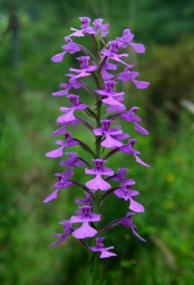 Peramonea Orchid Prime Bloom in Appalachia v tb0809umr.jpg