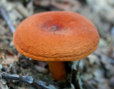 Burnt Orange Bolete Mushroom Emerging in WV Mtns tb0810upr.jpg