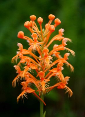 Ciliaris Orchid Bud and Bloom Hinkle Mtn v tb0809ugr.jpg