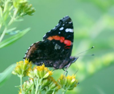 Red Admiral Butterfly Profile on Goldenrod Bloom tb0810urr.jpg
