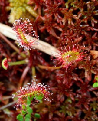 Sundew Plant with Attractive Droplets on Pads v tb0910igr.jpg