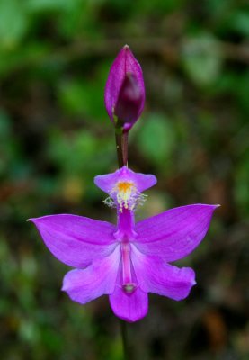 Calopogon Orchid Bud and Bloom v tb0910ixr.jpg