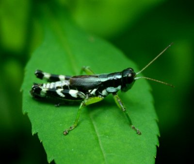 Black and White Grasshopper on Spring Foliage tb0910tcr.jpg