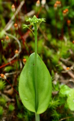 Malaxis Unifola Orchid in Seeding Moss v tb0910ter.jpg