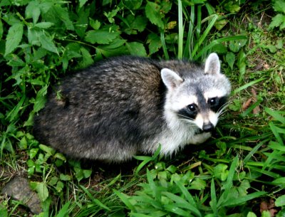 Raccoon Browsing Woodlot for Dinner tb0910tfr.jpg